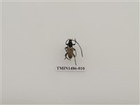 藏品(天牛科(五)泰國)的圖片